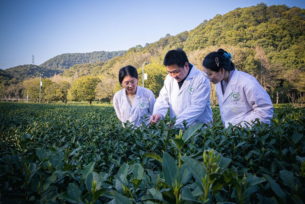 茶葉3.jpg