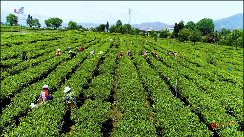 如何真正做有價值的科研？聽“茶葉院士”陳宗懋的答案