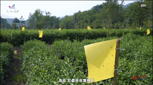 如何真正做有價值的科研？聽“茶葉院士”陳宗懋的答案