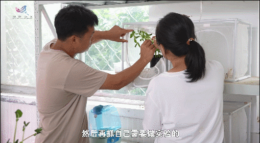 【一線調(diào)研·青春有為】海島“追蟲”保豐收