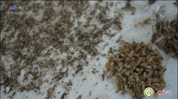 【一線調研·青春有為】一座海島，一群博士，二十年接力只為一件事