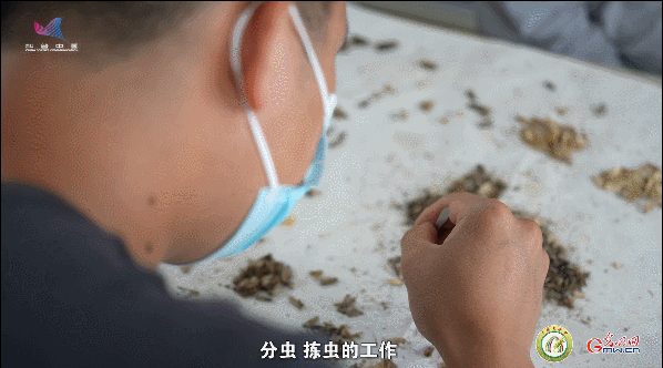 【一線調研·青春有為】一座海島，一群博士，二十年接力只為一件事