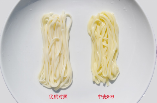 耐熱耐晚播的“中麥895”成為我國第三大小麥品種