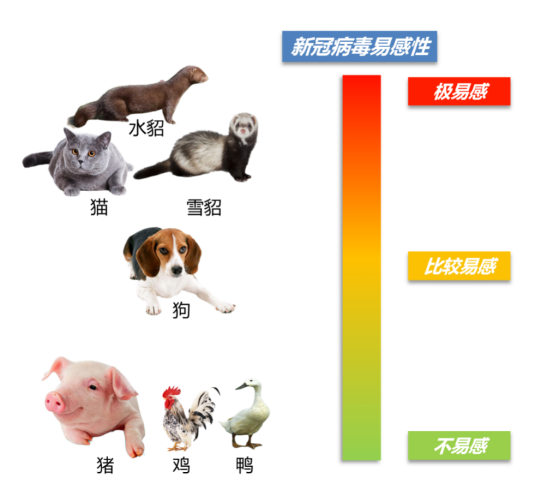 貂、貓、狗等是否會成為新冠病毒的傳染源？