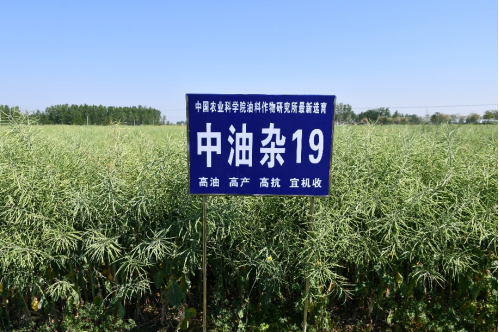 油菜界的“尖子生”“中油雜”來了，它不偏科