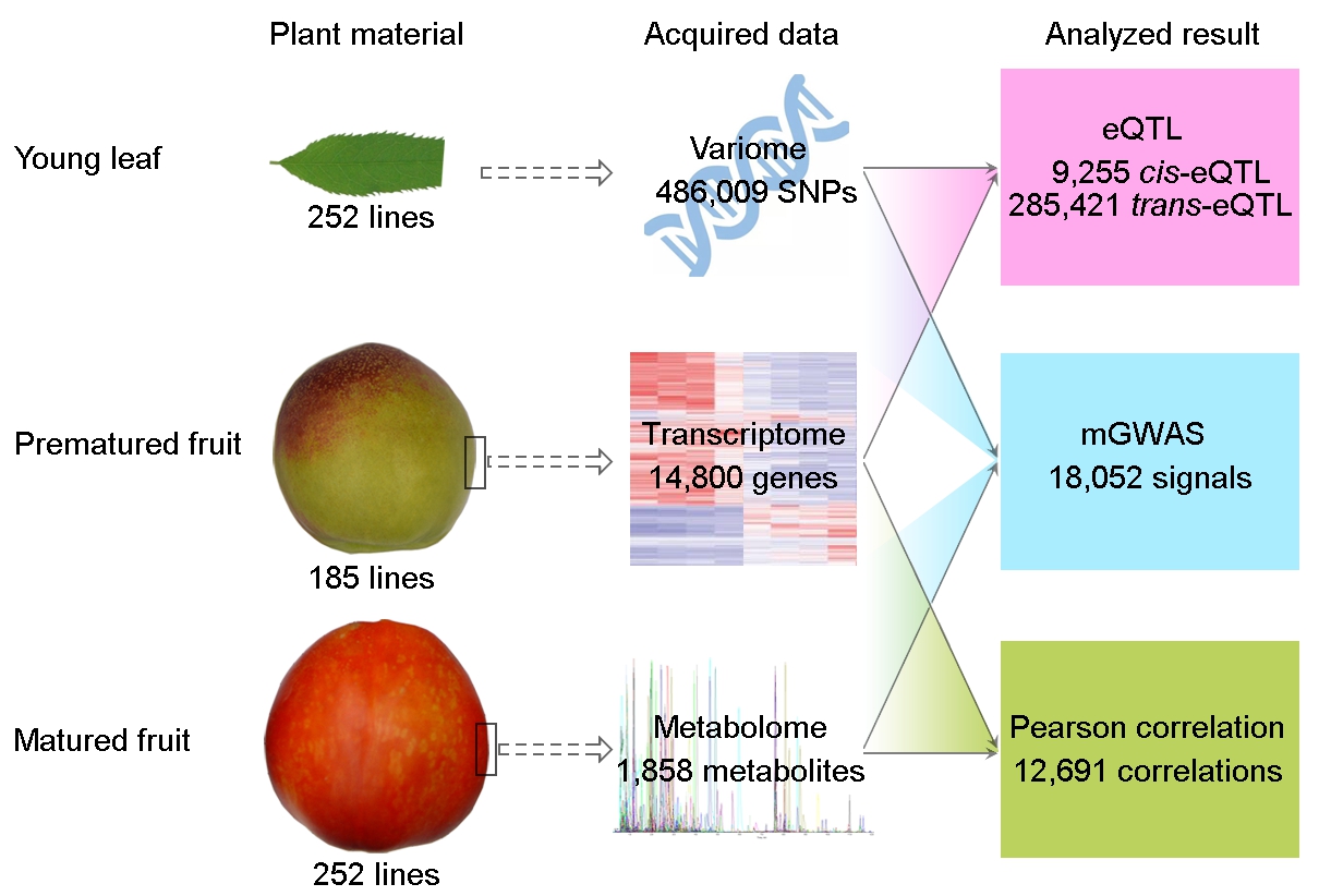 1 Genome Biology2022-桃果實多組學分析流程_副本.jpg