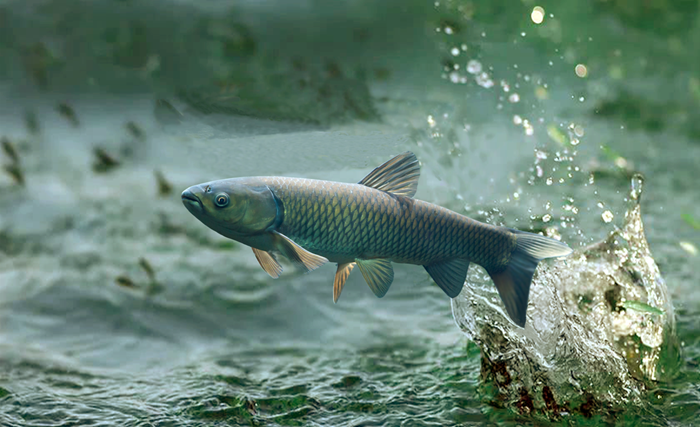 草魚.png