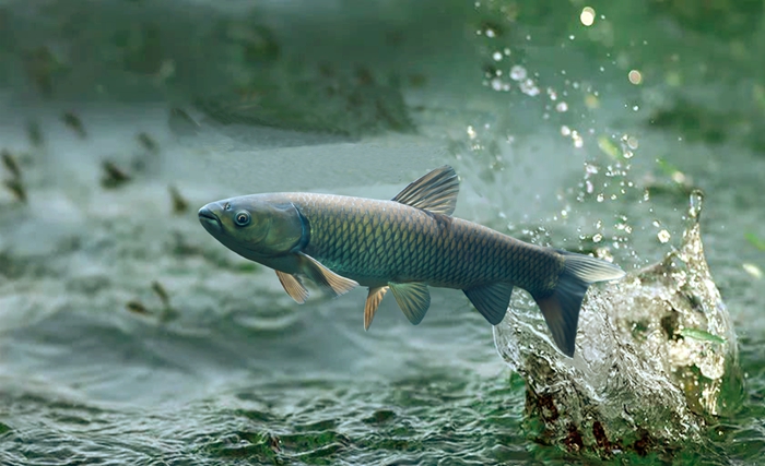 草魚1.jpg