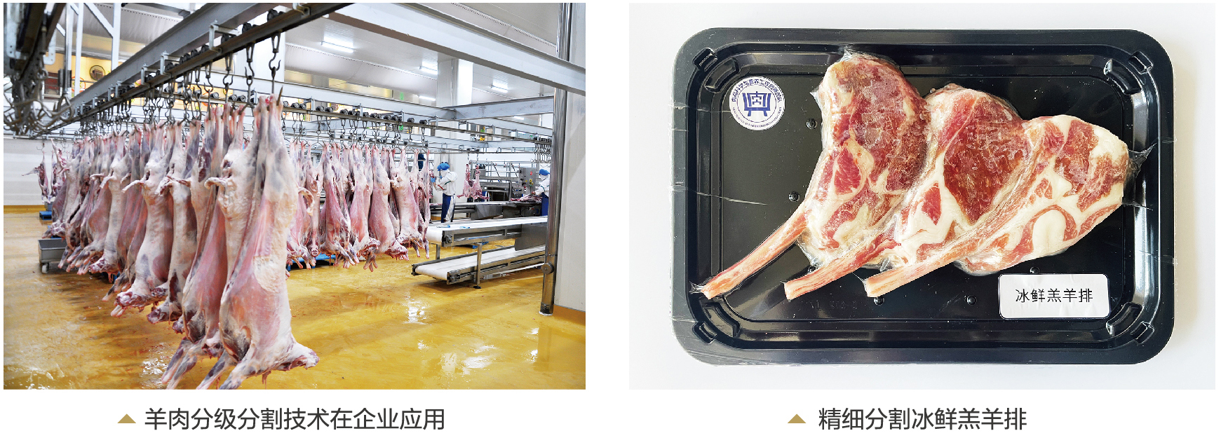 精準分割梯次加工，引領羊肉加工業跨越發展