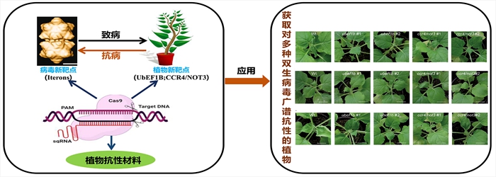 植物抗性.jpg