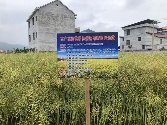 油菜.jpg
