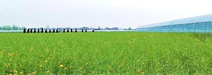 油菜大圖新修_副本.jpg
