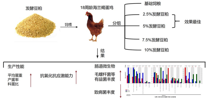 飼料雞700.png