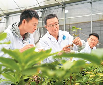 茶葉2.jpg