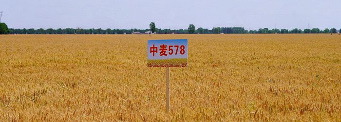 作科小麥700.jpg
