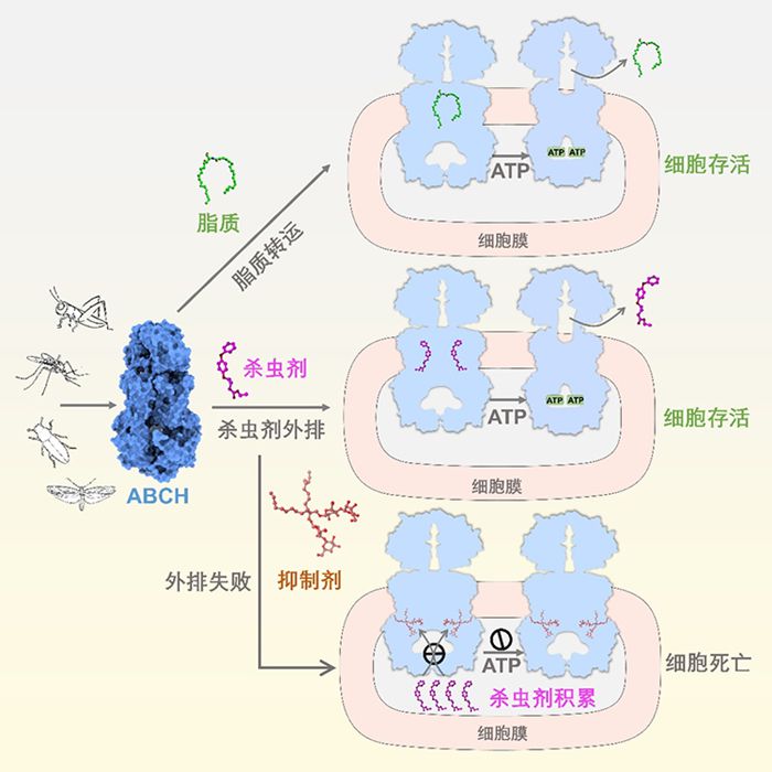 基因所媒體3-700.jpg