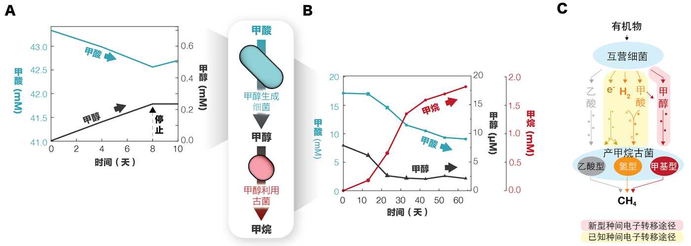 研究發現厭氧微生物互作產甲烷新機制