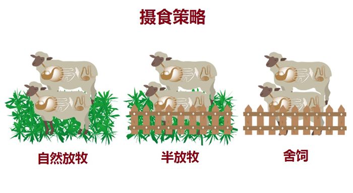 自然放牧700.jpg