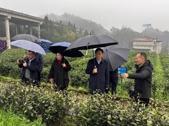 茶葉產業專家團.jpg