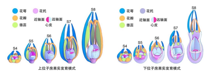 黃瓜700.jpg