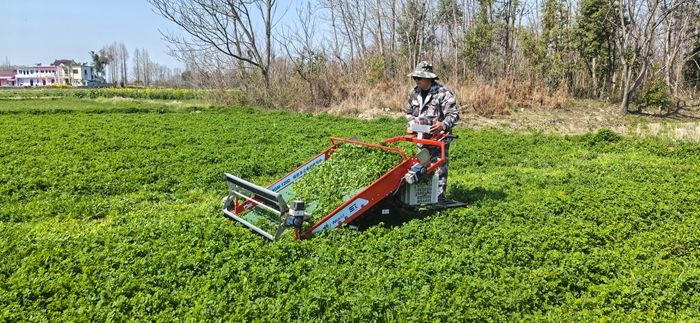 4GM-120D 綠肥莖尖電動收獲機田間采收700.jpg