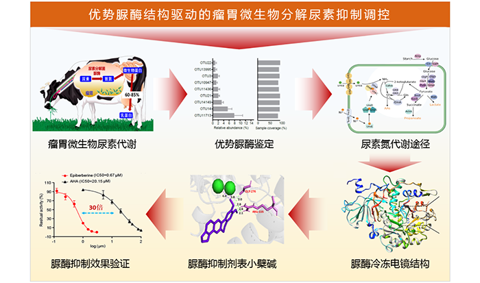 圖 優勢脲酶結構驅動的瘤胃微生物分解尿素抑制調控.png