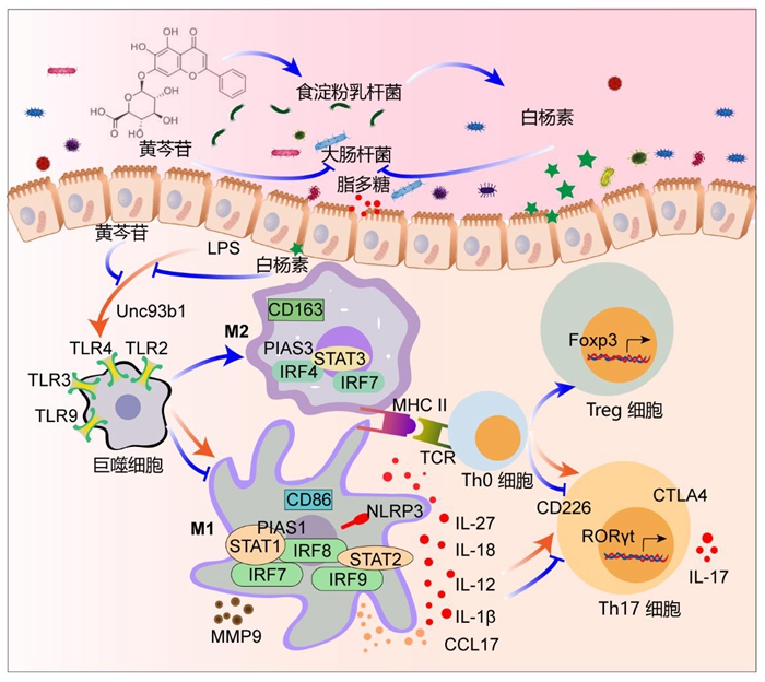 黃芩苷緩解仔豬細菌性腸道炎癥.jpg