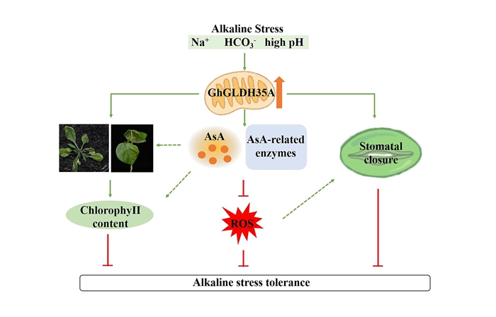 GhGLDH35A基因調控棉花耐堿的作用機制.jpg