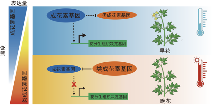 一正一反，精準控花：番茄高溫開花關鍵拮抗因子獲揭示.png